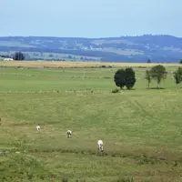 Les prairies représentent les deux tiers de la SAU du Massif central