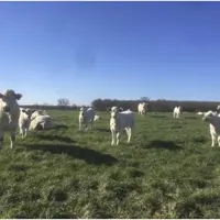 Si les conditions météo le permettent, la mise à l'herbe doit se faire le plus tôt possible. Il faut donc l'anticiper et la prévoir dès maintenant.