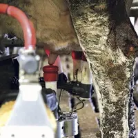 Depuis à peine un an, le Gaec Martin est équipé d’un robot de traite.