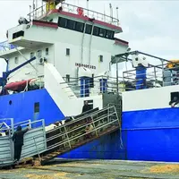 Chargement de génisses laitières au départ du port de Sète à destination de l’Algérie.