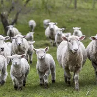 Depuis plus de 30 ans, l’élevage néozélandais est sur le déclin avec un nombre d’éleveurs et d’animaux en baisse constante.