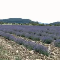 La chambre d’agriculture a déjà rélisé deux dépliants sur la culture des PPAM dans le département.