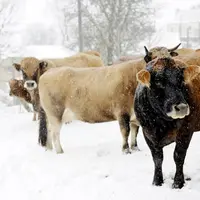 Les vaches de Nicolas à Villeneuve, Chaudeyrac, sous la neige.