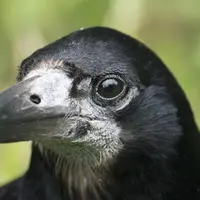 Le corbeau freux a la base du bec blanche et pousse un cri nasillard.
