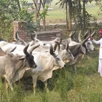 La production mondiale de lait sera principalement tirée par l’augmentation des cheptels dans les pays où les rendements sont bas comme l’Inde ou le P