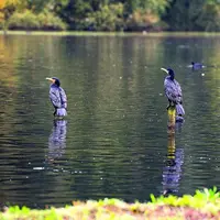 Après une réintroduction réussie dans les années 2000, la multiplication du nombre de grands cormorans fait craindre aux pêcheurs un assèchement du no