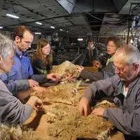 Au Moyen Âge, la laine était plus cher que la viande.