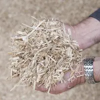 La culture de miscanthus, plus répandue au nord de la France, se développe désormais au sud de la Loire. En Corrèze, Olivier Dupuy et son épouse ont i