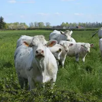 Une mise à l’herbe précoce permet de ne pas se laisser dépasser par l’herbe.