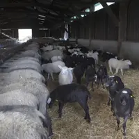 En cas de baisse de croissance des agneaux, la coccidiose peut être suspectée.