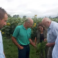 L’ambroisie a des conséquences agronomiques et environnementales dévastatrices.