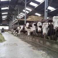 La filière Comté se porte bien mais les éleveurs laitiers dénoncent de nombreux dysfonctionnements.