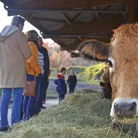 Les aubracs, mères et surtout petits veaux, étaient les vedettes de cette journée.