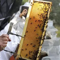 Des rencontres ont relancé les négociations autour du plan pollinisateurs, et éclairci son pilotage. Les détails de l’arrêté « abeilles » révisé, qui