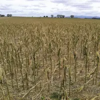 Le projet de loi visant à réformer la gestion des risques en agriculture sera présenté en Conseil des ministres le 1er décembre. Pour l'heure, il est