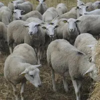 Les brebis sont bloquées sur une parcelle et affouragées.