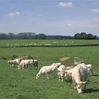 Entre flambée des prix des matières premières et décapitalisation, l’élevage bovin viande est à la peine. Le 27 juin, l’Institut de l’élevage faisait