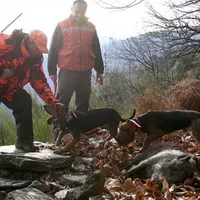 Prolongation de la chasse au sanglier dans certains secteurs.