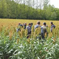 Visite d’une parcelle de sorgho grain au Gaec du Banou à l’occasion des échanges sur l’adaptation au changement climatique.