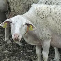 Aide ovine : vous avez jusqu’au 1er février.