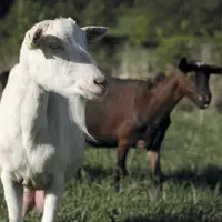 La demande en lait caprin certifié AB est toujours aussi forte.