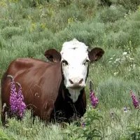 Le trophée Technilait a de nouveau récompensé les éleveurs laitiers dans les cinq races présentes sur le territoire : Prim'Holstein, Brunes, Montbélia