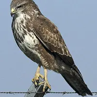 La buse variable va au sol pour chasser.