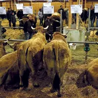 La Lozère a ravi 4 des 16 places réservées à la race Aubrac à l’édition 2022 du salon international de l’agriculture. Le 8 décembre, 28 éleveurs étaie