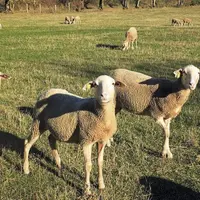 La Ferme du Causse SAS est une entreprise agroalimentaire située sur la commune de La Tieule. Créée par Christian Delon, initialement pour valoriser l