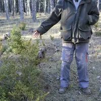Buis et branches mortes ne sont pas admissibles dans les bois pâturés.