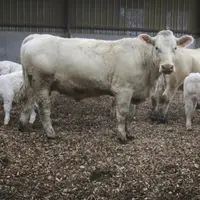 La couleur noire de la litière peut rebuter, pourtant les animaux ne sont pas plus sales.