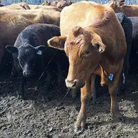 La viande aux hormones, trente années de négociations et de recours.