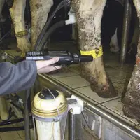 La boucle, équipée d’une puce RFID, est posée sur la patte arrière de l’animal.