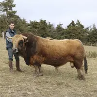 Pour représenter l’Aubrac au SIA, Bertrand Laurens a choisi cette année de présenter son principal taureau : Igloo.