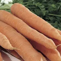 Toujours disponible et très bon marché, la carotte est le deuxième légume le plus consommé en France, juste derrière la tomate.