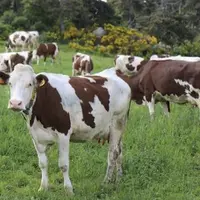 Jeudi 19 novembre, l’institut de l’agriculture et de l’alimentation biologiques (Itab), en partenariat avec l’Idele, ont restitué les résultats des an