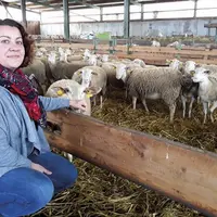 Les associés du Gaec de la Fontaine du loup élèvent 550 brebis BMC sur 130 ha de SAU et ont un atelier 
de volaille Ardévol de 400 m².