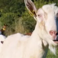Le prix moyen du lait de chèvre a connu une nouvelle progression au second trimestre, sous l’effet de la hausse du prix de base, et d’une demande sout