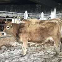 Les curieux étaient venus admirer les bovins.