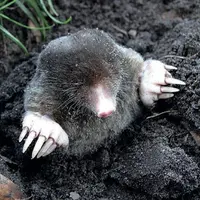 La lutte contre les taupes permet également de prévenir les infestations de rats taupiers. Ces derniers utilisent les galeries créées préalablement pa