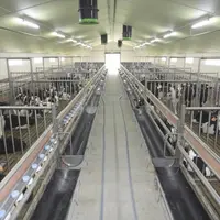 La filière veau de boucherie a intégré le réseau national veaux de boucherie Inosys afin de produire et suivre des modèles de production et diffuser d