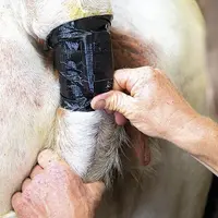 Installation facile d’un boitier et d’un détecteur sur la queue de la vache.