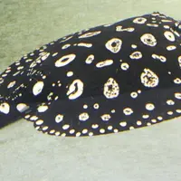 La magnifique black diamond, très prisée malgré sa redoutable épine.