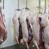 L’abattoir de Langogne traite à 70 % du porc pour un volume total de 4 000 tonnes par an. Cependant, c’est un abattoir multi-espèces.