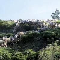 Venus de différents pays d’Europe, plusieurs dizaines d’acteurs de la formation au pastoralisme se sont retrouvés à Florac pour échanger sur leur prat