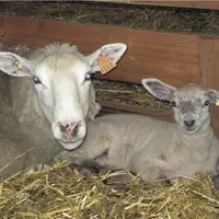 Languedoc-Roussillon Midi-Pyrénées accède à la première place nationale concernant la production ovine.