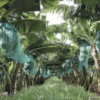 Bananeraie, avec des couverts végétaux, à Capesterre-Belle-Eau, en avril 2017.