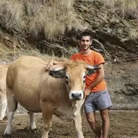 Hervé et Raphaël Agrinier présenteront trois animaux au concours : Lilou, Narnia et Léonie.