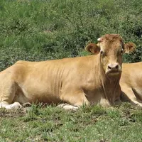 Compte tenu de la situation sanitaire, c’est en live et en vidéo que le Herd-Book Limousin a tenu son AG le 18 novembre dernier. Les membres ont pu vo