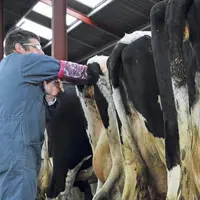 Les opérations d'inséminations sont fortement perturbées par la crise sanitaire.
